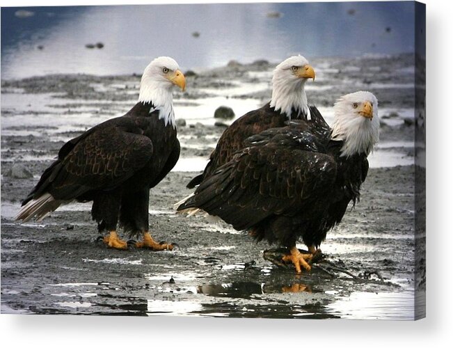 Bald Eagle Acrylic Print featuring the digital art Bald Eagle Trio by Carrie OBrien Sibley