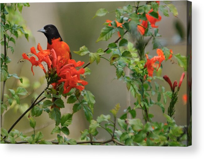 Baltimore Acrylic Print featuring the photograph Baltimore Oriole in Orange Honeysuckle by Bradford Martin