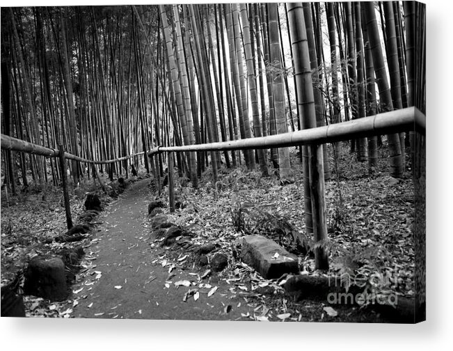 Bamboo Acrylic Print featuring the photograph Bamboo Path by Dean Harte