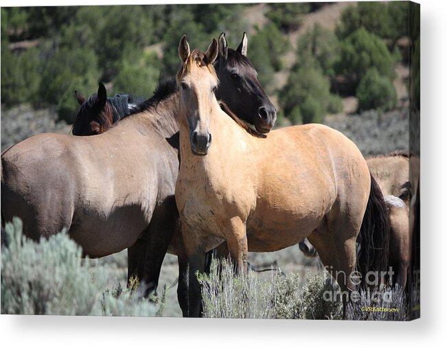 Horses Acrylic Print featuring the photograph Band of Friends - Monero Mustangs Sanctuary by Veronica Batterson