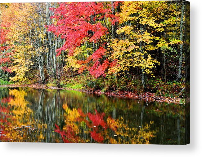 Autumn Acrylic Print featuring the photograph Bank of Color by Alan Lenk