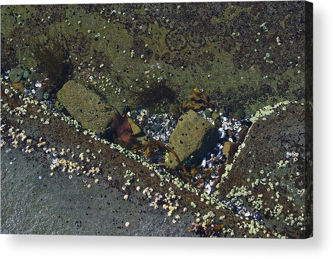 Rocks Acrylic Print featuring the photograph Barnacles And Rocks by David Kleinsasser