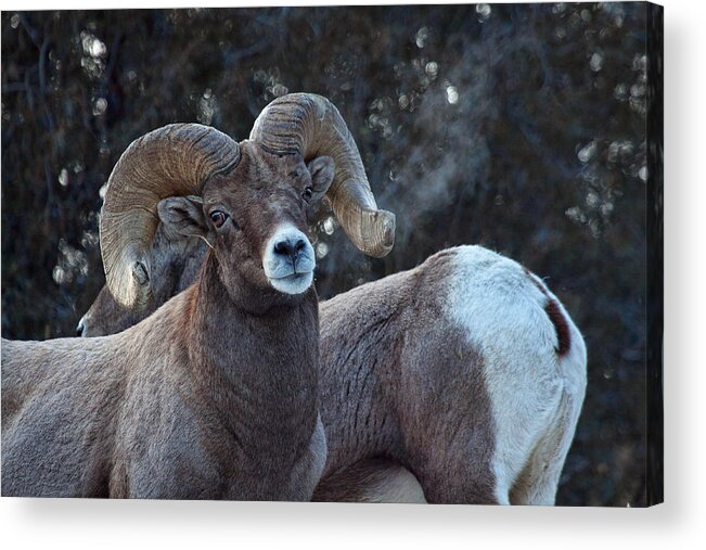 Bighorn Sheep Acrylic Print featuring the photograph Battle Weary by Jim Garrison