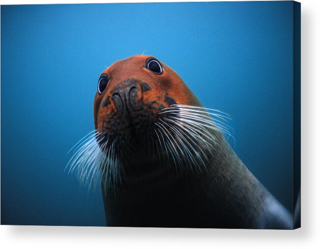 00123496 Acrylic Print featuring the photograph Bearded Seal With Head Stained Red by Flip Nicklin