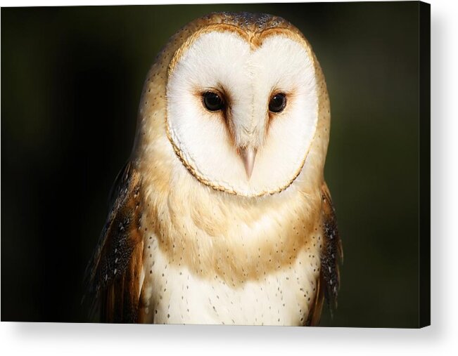 Owl Acrylic Print featuring the photograph Beautiful Barn Owl by Paulette Thomas