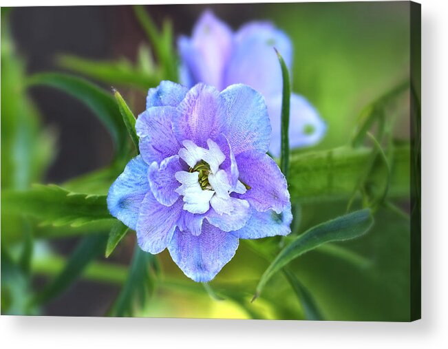 Blue Flower Acrylic Print featuring the photograph Beautiful Blue Flowers by Tracie Schiebel