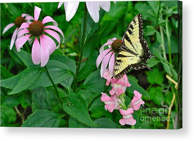 Butterfly Acrylic Print featuring the photograph Beauty Rest by Jim Simak