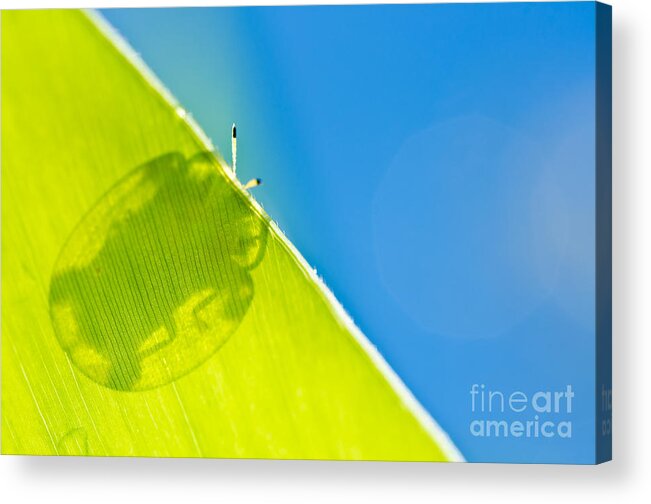 Attractive Acrylic Print featuring the photograph Beetle and blue sky by Peerasith Chaisanit
