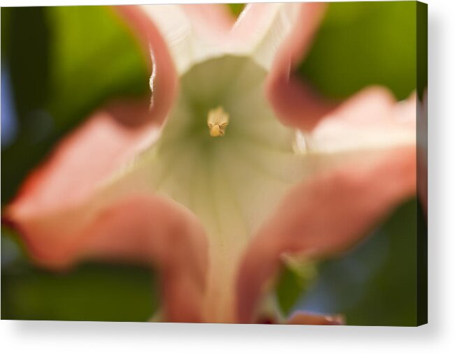 Flower Acrylic Print featuring the photograph Bell by Dmitriy Mirochnik