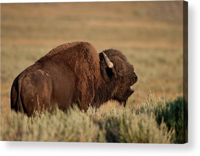 Bison American Bufffalo Bull Yellowstone Acrylic Print featuring the photograph Bellowing Bull Bison by D Robert Franz