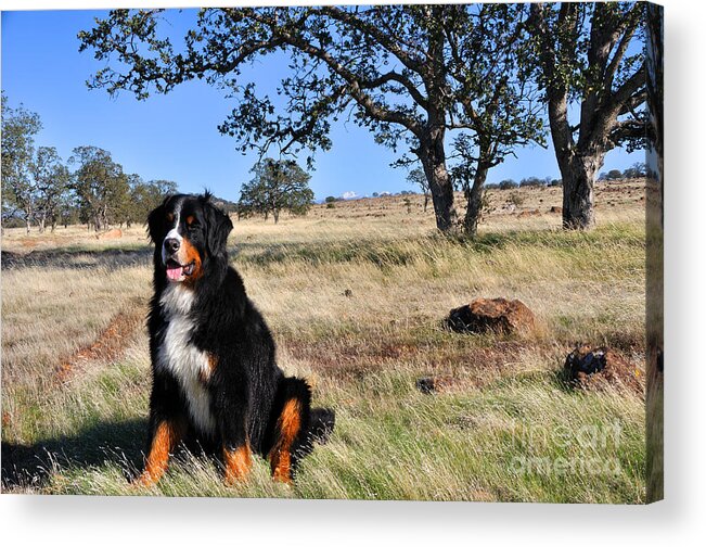 Autumn Acrylic Print featuring the photograph Bernese Mountain Dog in California Chaparral by Gary Whitton