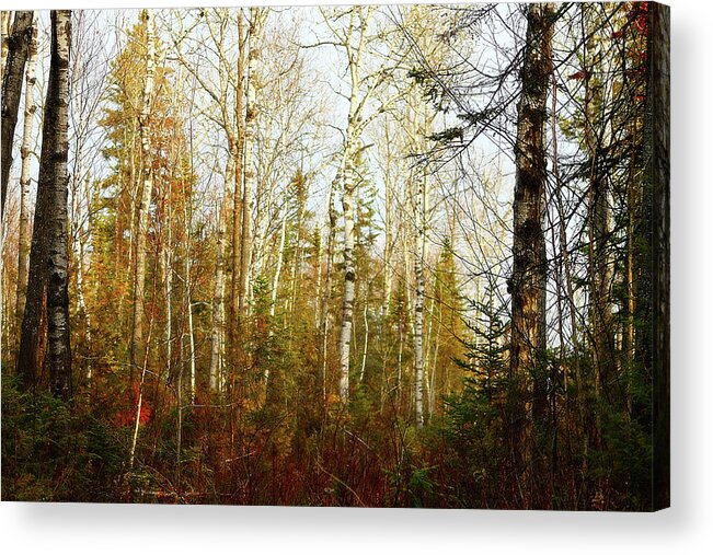 Hovind Acrylic Print featuring the photograph Birch forest by Scott Hovind