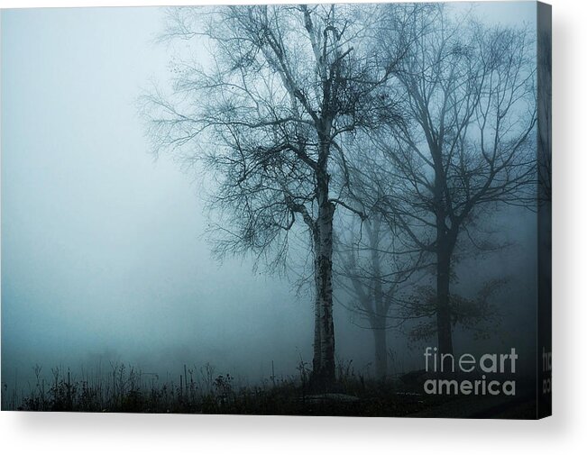 Fog Acrylic Print featuring the photograph Birch Trees In Fog by HD Connelly