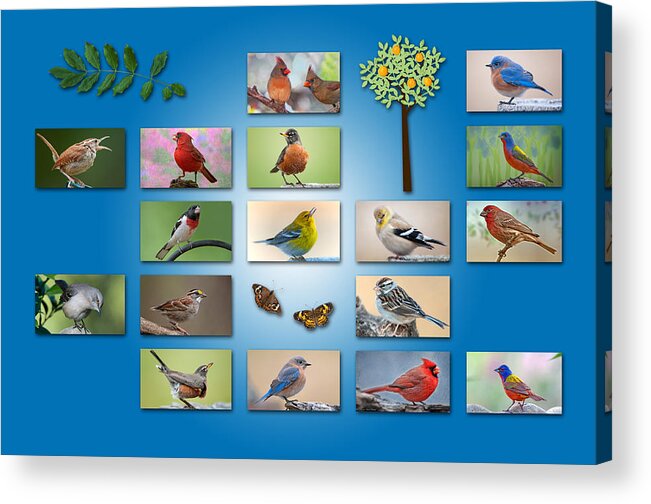 Songbirds Acrylic Print featuring the photograph Birds of the Neighborhood by Bonnie Barry