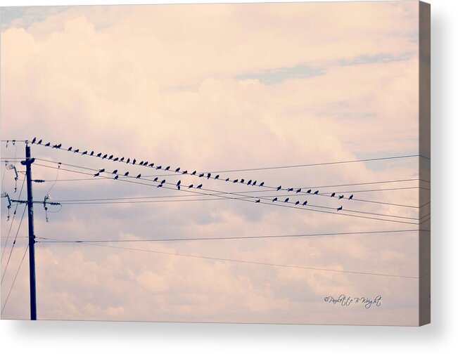 Nature Acrylic Print featuring the photograph Birds On A Wire Pink and Blue by Paulette B Wright