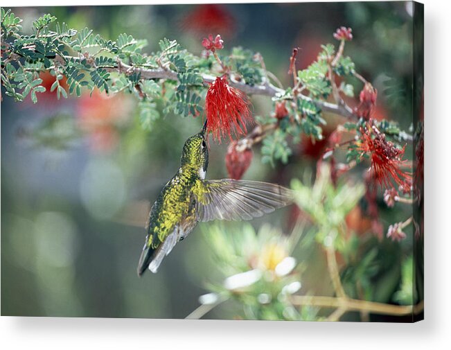 Mp Acrylic Print featuring the photograph Black-chinned Hummingbird Archilochus by Konrad Wothe