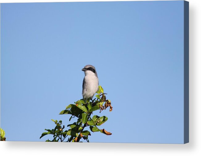  Acrylic Print featuring the photograph Black Mask Bird by Jeanne Andrews