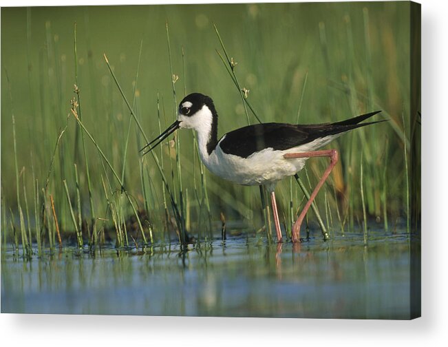 00171503 Acrylic Print featuring the photograph Black Necked Stilt Wading Through Reeds by Tim Fitzharris