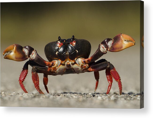 Mp Acrylic Print featuring the photograph Blackback Land Crab Gecarcinus by Pete Oxford