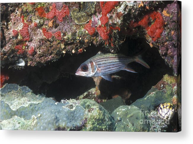 Fish Acrylic Print featuring the photograph Blackfin Squirrelfish Swimming by Michael Wood