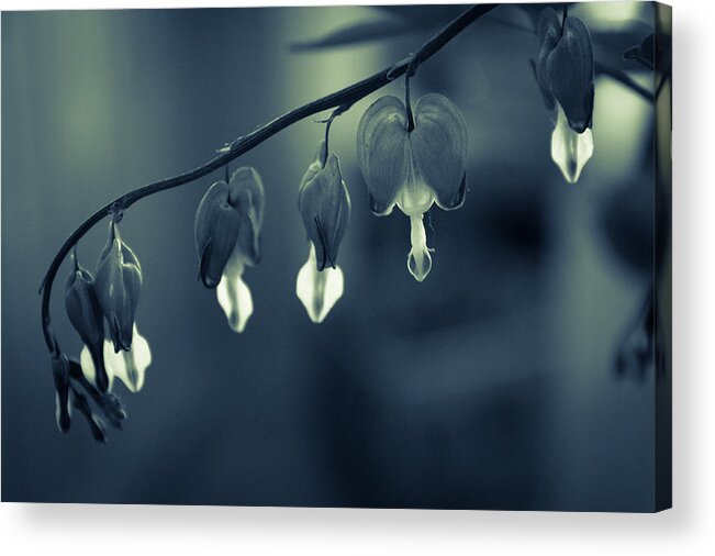 Nature Acrylic Print featuring the photograph Bleeding heart by Andreas Levi