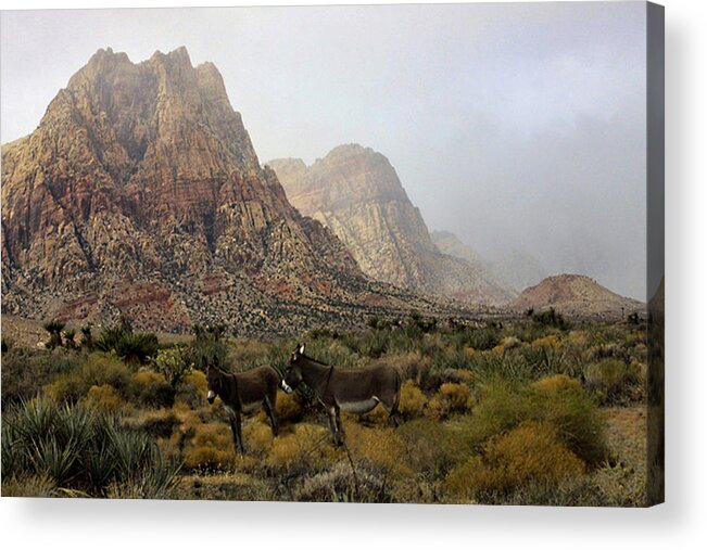 Burro's Acrylic Print featuring the photograph Blending in by Tammy Espino