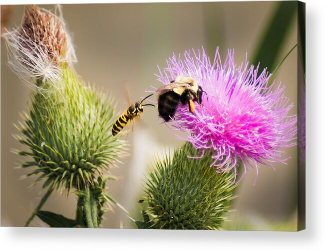 Bee Acrylic Print featuring the photograph Blind Side Attack by Bill Pevlor