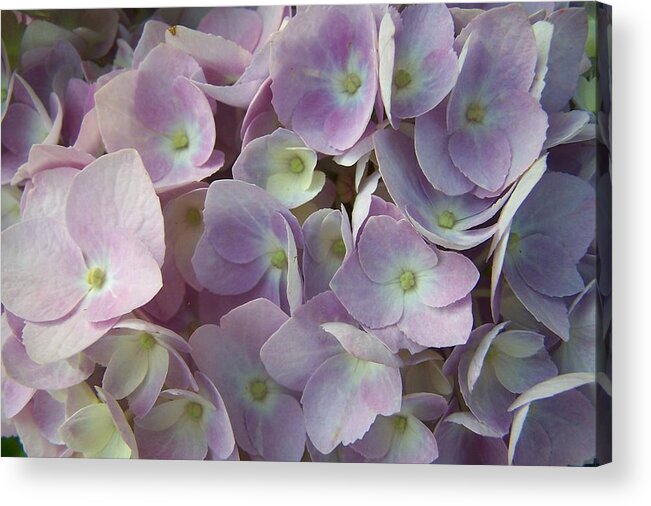 Sandy Collier Acrylic Print featuring the photograph Blossoms Galore by Sandy Collier