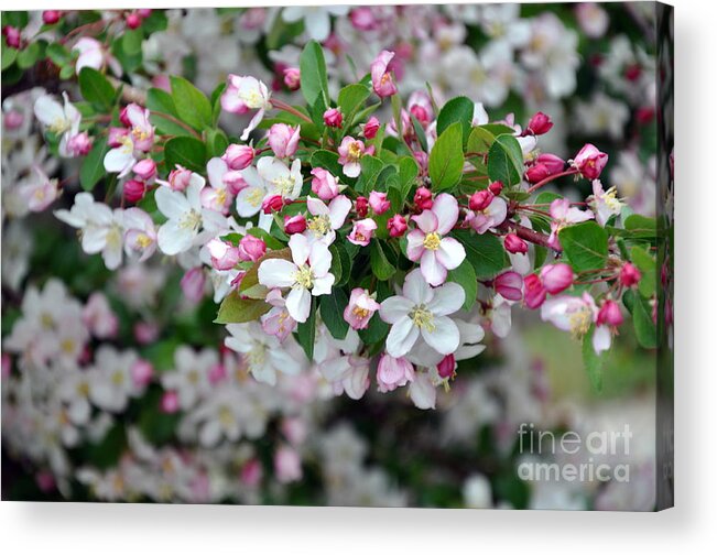 Blossoms Acrylic Print featuring the photograph Blossoms on Blossoms by Dorrene BrownButterfield