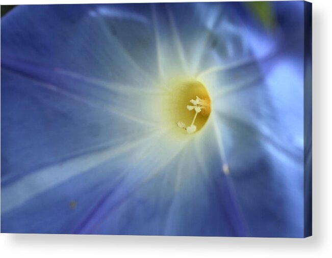 Flower Acrylic Print featuring the photograph Blue by Dr Carolyn Reinhart