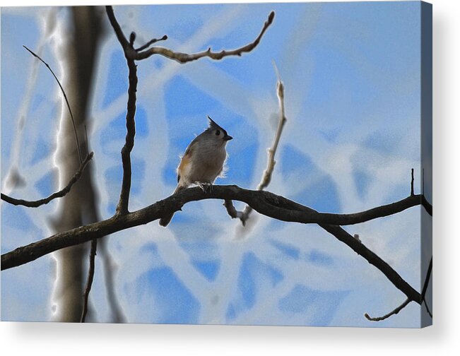 Nature Acrylic Print featuring the photograph Blurred Branches by Brian Stevens