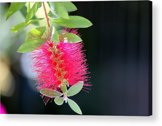 Tropical Flowers Acrylic Print featuring the photograph Bottlebrush Nectar by Leigh Meredith