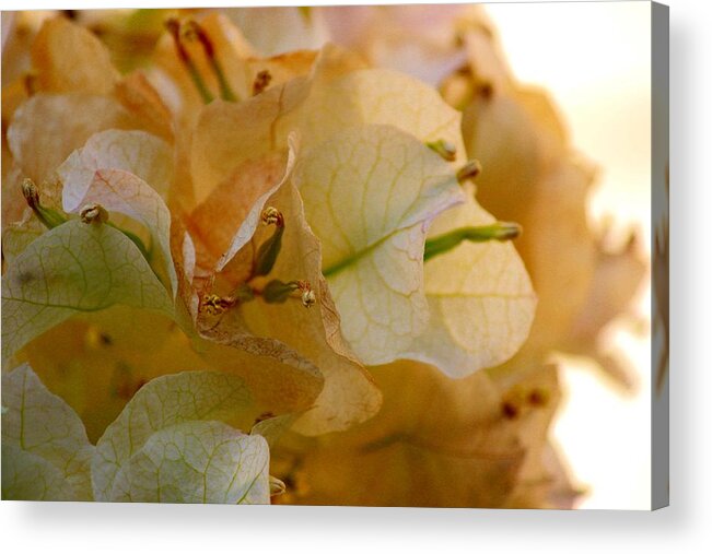 White Bougainvillea Acrylic Print featuring the photograph Bougainvillea Memory by Leigh Meredith