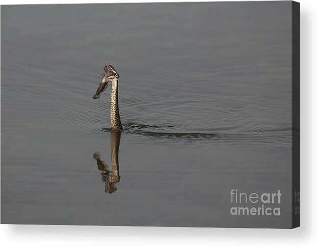 Snake Acrylic Print featuring the photograph Breakfast by Eunice Gibb