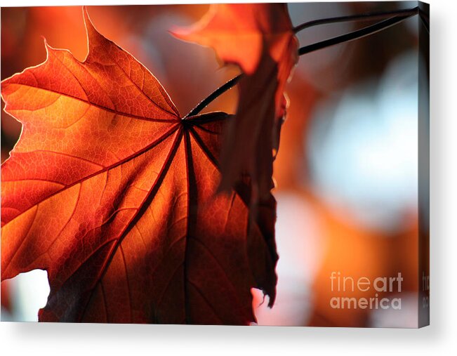 Maple Leaves Acrylic Print featuring the photograph Brilliant Bronze Maple Leaf by Chris Hill