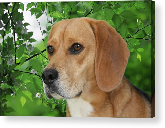 Beagles Acrylic Print featuring the photograph British Beauty by Alexandra Till