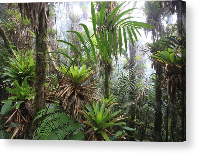00456444 Acrylic Print featuring the photograph Bromeliads And Tree Ferns by Cyril Ruoso