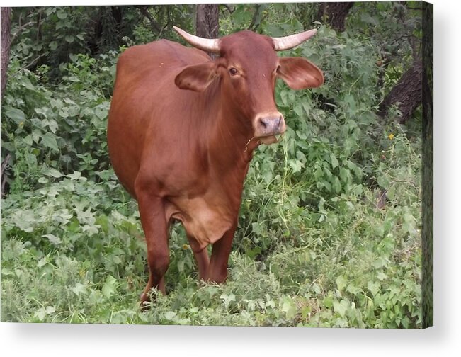 Brown Cow Acrylic Print featuring the photograph Brown cow chewin' by Jayne Kerr 