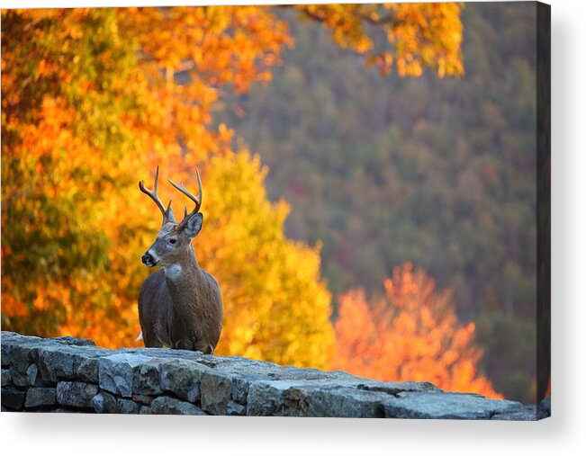 Metro Acrylic Print featuring the photograph Buck in the Fall 04 by Metro DC Photography