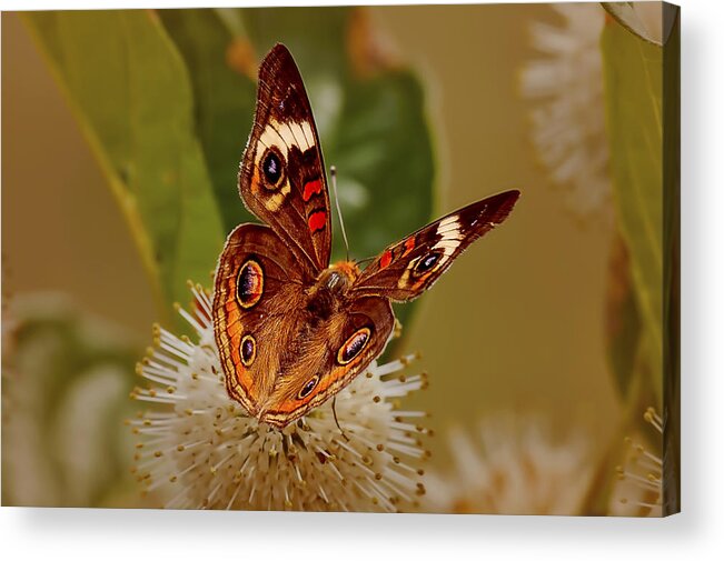 #buckeye #buck #eye #butterfly#butterflies #flutter #wings Acrylic Print featuring the photograph Buckeye Butterfly by Patricia Montgomery