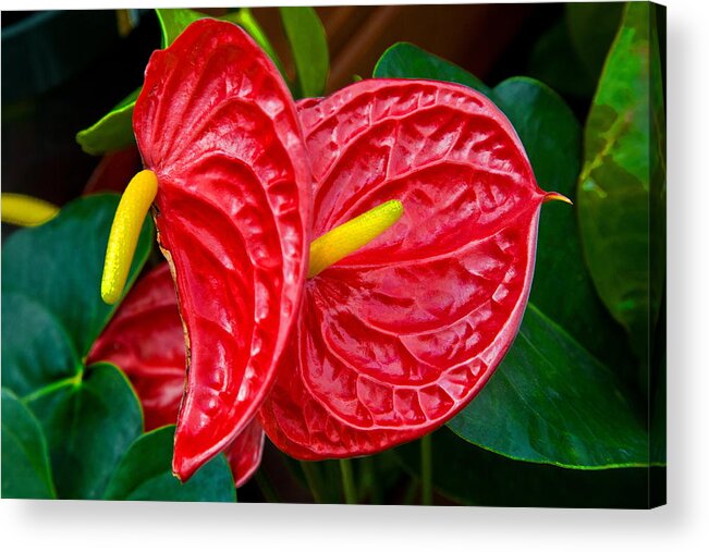 Red And Yellow Acrylic Print featuring the photograph Buddied by Burney Lieberman