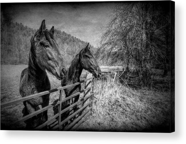 Black And White Acrylic Print featuring the photograph Buddies by Christine Annas