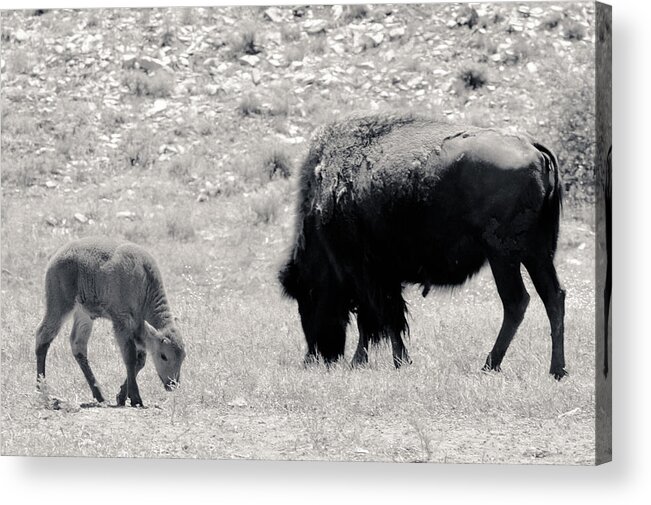 Buffalo Acrylic Print featuring the photograph Buffalo Mother and Baby by Julie Niemela