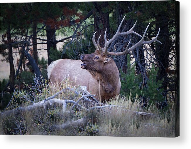 Big Game Acrylic Print featuring the photograph Bugling Bull Elk by Ronald Lutz