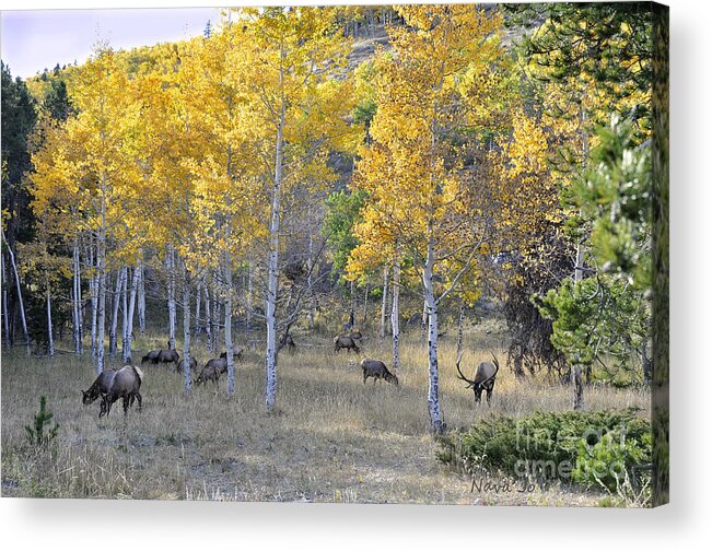 Elk Acrylic Print featuring the photograph Bull Elk and Harem by Nava Thompson