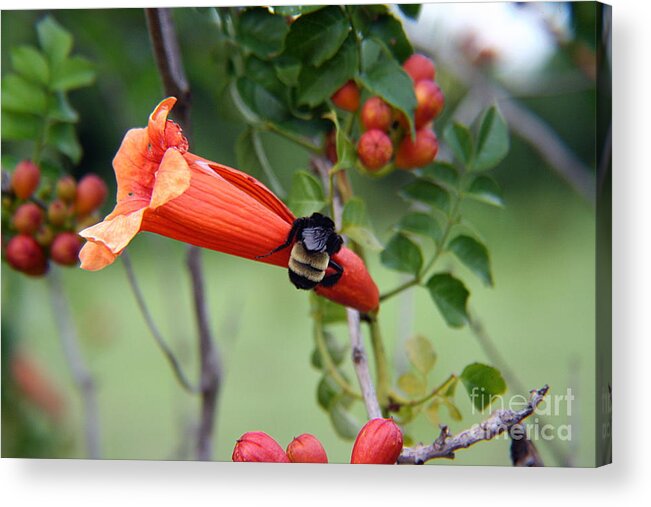 Flower Acrylic Print featuring the photograph Bumblebee on the Red Trumpet by Ester McGuire