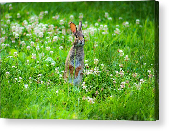 Baby Acrylic Print featuring the photograph Bunny by Emanuel Tanjala