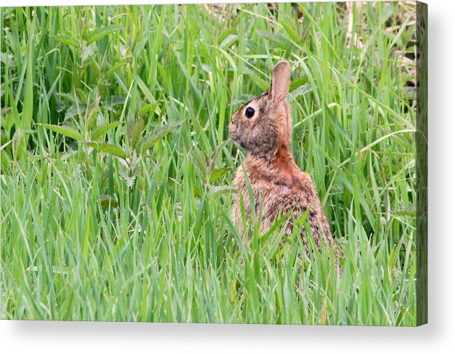 Marinette Acrylic Print featuring the photograph Bunny Peeking Out by Mark J Seefeldt