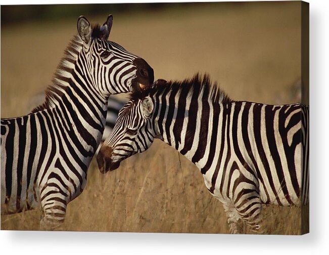 Mp Acrylic Print featuring the photograph Burchells Zebra Equus Burchellii Pair by Gerry Ellis