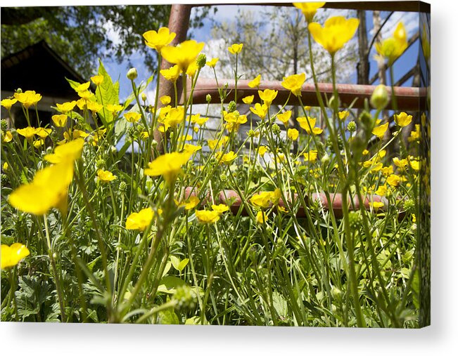 Flower Acrylic Print featuring the photograph Buttercup Paradise by Betsy Knapp